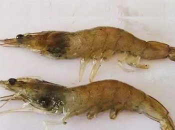 致死率90%的对虾“红腿病”症状及防治措施你知道吗?