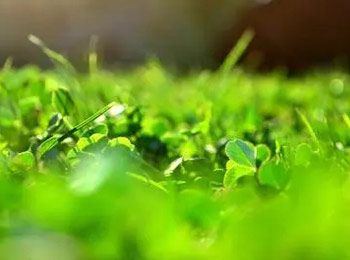 植物色素检测,叶绿素总量检测,总酚含量检测,HPLC、LC-MS/MS检测色素