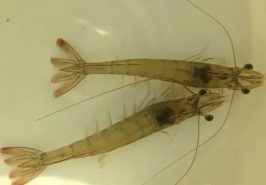 虾疾病检测