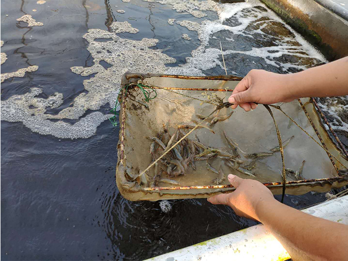 虾类疫病检测