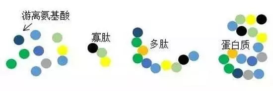 小分子活性肽检测