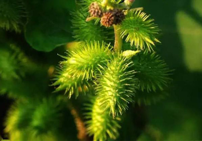 植物提取物检测