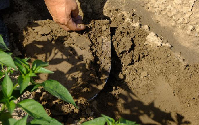 土壤微生物检测