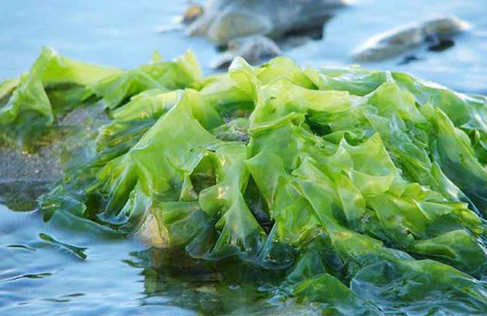 藻类检测