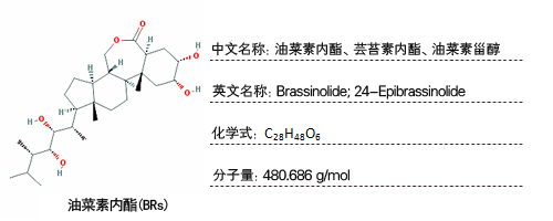 芸苔素内酯检测