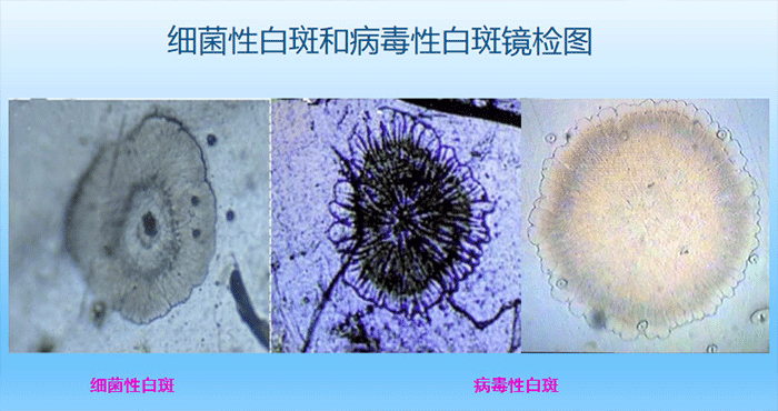 虾疫病检测机构