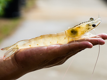 水产养殖南美白对虾，哪些重要指标需要检测？
