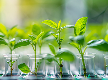 植物甜菜碱含量测定的重要性:对农业研究与应用的影响