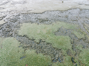 海泥、沉积物检测：肥力16项指标精准分析助力海洋生态修复