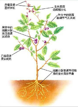 植物激素检测