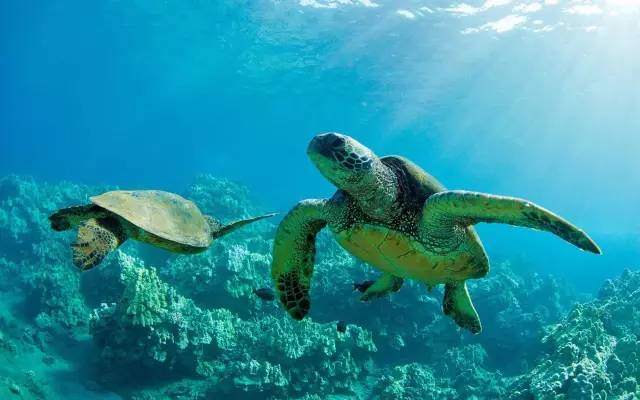 海洋水质检测