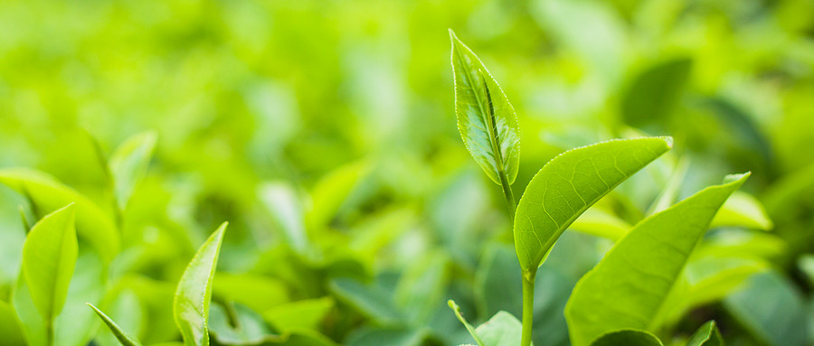 植物检测