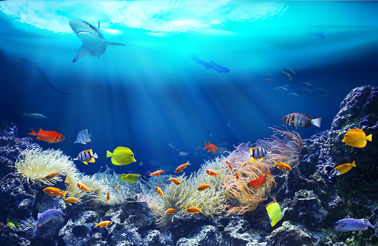 海洋生物活性多糖检测
