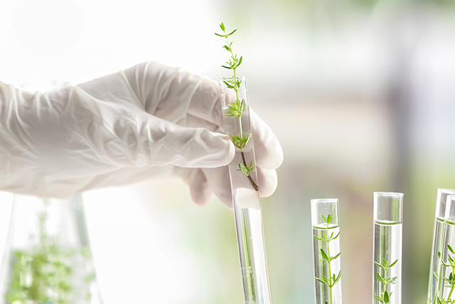 植物色素分析检测