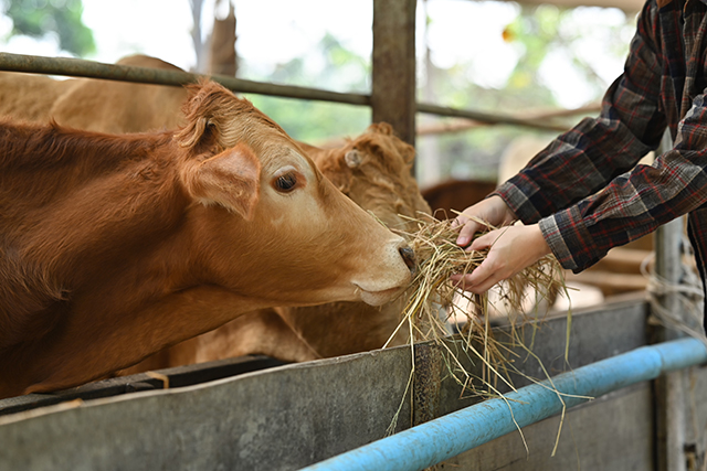 饲料有毒有害物质检测 饲料有毒有害物质检测