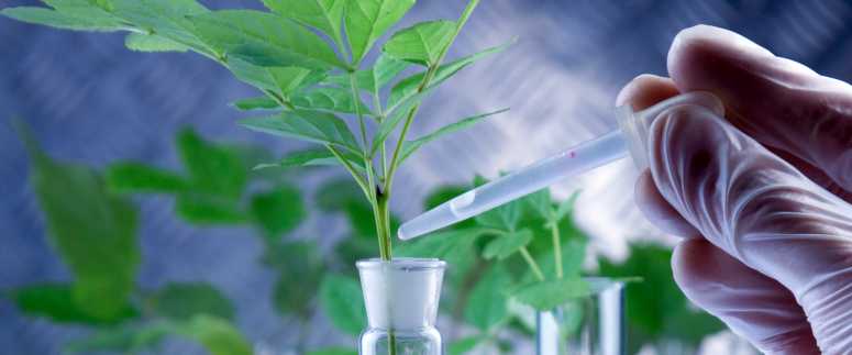 植物组织中游离氨基酸总量的测定