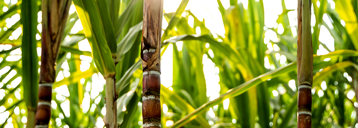 还原糖含量检测 还原糖含量检测