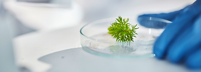 植物提取物中脂肪酸检测 植物提取物中脂肪酸检测