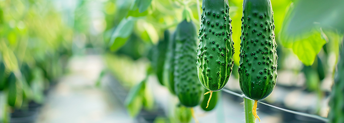 植物脂肪酸组分检测
